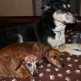 Entry image for Ruby, Tootsie, and Bailey.