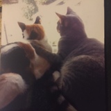 Entry image for Sally and JJ