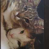 Entry image for sally and JJ