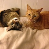 Entry image for Henry (formerly Jackson) & Katie (formerly Peaches)