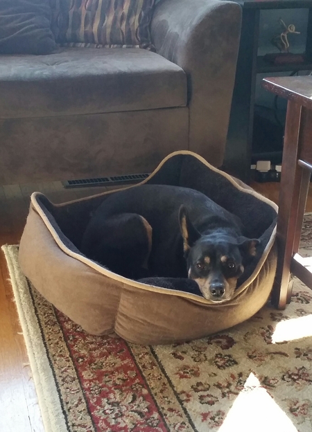 Entry image for Penny. Clicking this image will show a larger photo