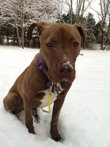 Entry image for Bella . Clicking this image will show a larger photo
