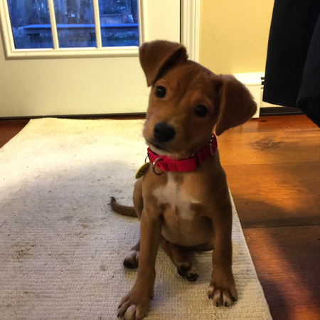 Entry image for Maisy. Clicking this image will show a larger photo