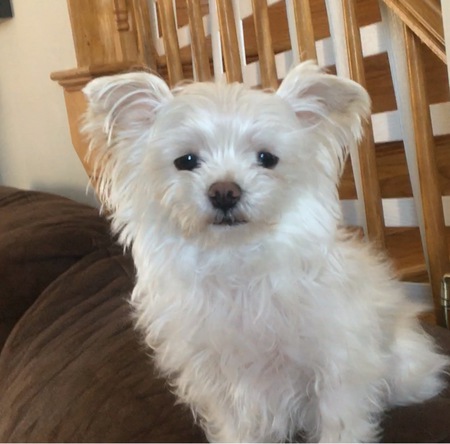 Entry image for Champ. Clicking this image will show a larger photo