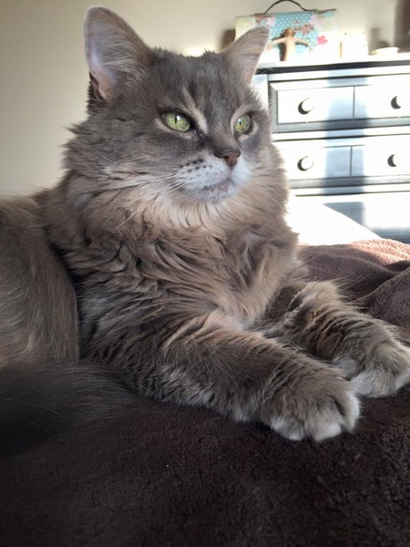 Entry image for Gracie. Clicking this image will show a larger photo