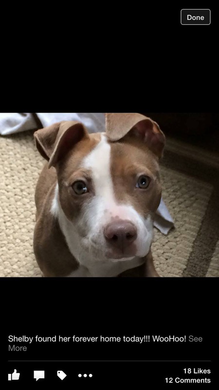 Entry image for Hazel . Clicking this image will show a larger photo