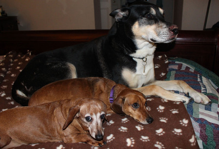 Entry image for Ruby, Tootsie, and Bailey.. Clicking this image will show a larger photo