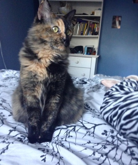 Entry image for Amber. Clicking this image will show a larger photo