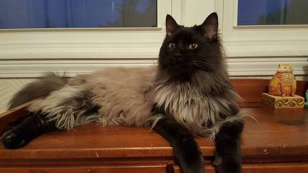 Entry image for Cricket (formerly Zeke). Clicking this image will show a larger photo