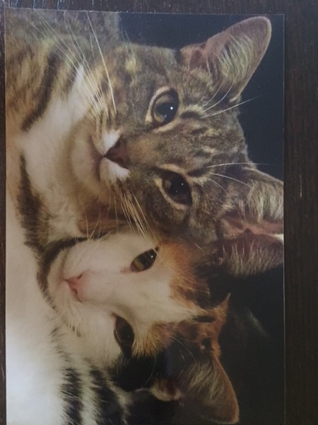 Entry image for sally and JJ. Clicking this image will show a larger photo