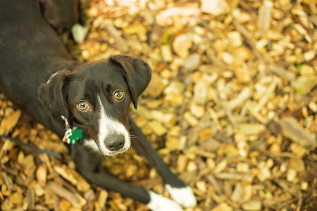 Entry image for Lucky. Clicking this image will show a larger photo