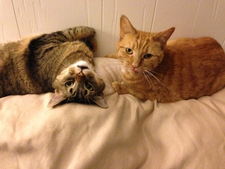 Entry image for Henry (formerly Jackson) & Katie (formerly Peaches). Clicking this image will show a larger photo