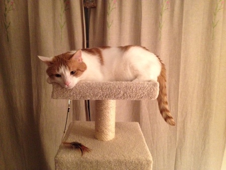 Entry image for Cheerio. Clicking this image will show a larger photo