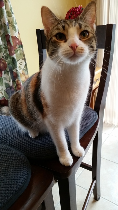 Entry image for Piper. Clicking this image will show a larger photo