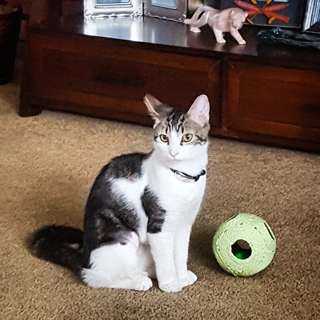 Entry image for Daisy. Clicking this image will show a larger photo