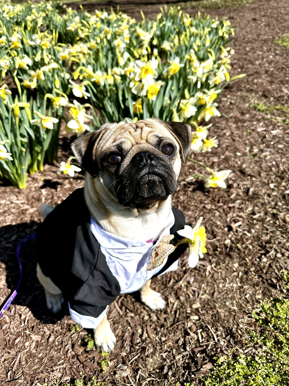Vote for Sandwiches McGriddle 2024 Bluegrass PugFest King and Queen