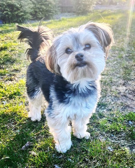 Teddy 