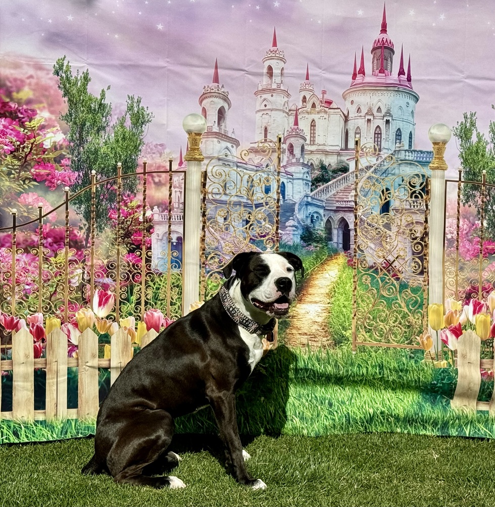 Vote for Queen Pawtastic Friends 2025 Calendar Photo Contest