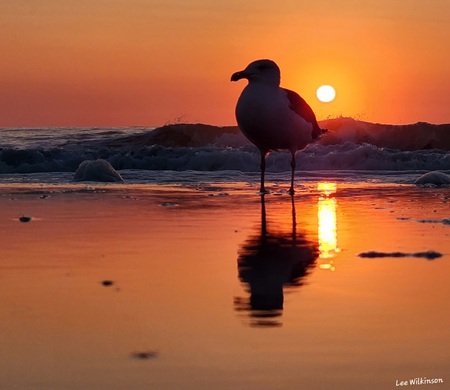 Silhouette Seagull 