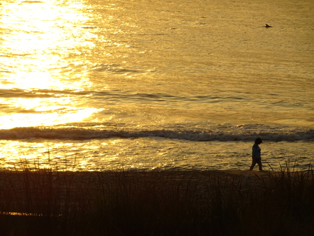 Walking on the beach at sunrise with a dolphin