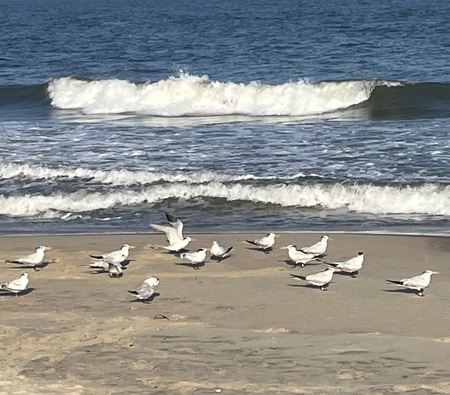 Serenity on the Beach
