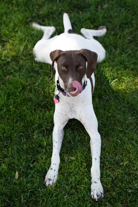 Scout