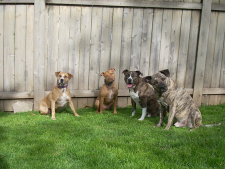 Phil, Toby, Dylan and Biggie (Left to right)