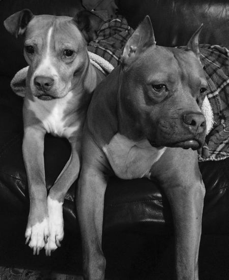 Dexter/Sadie