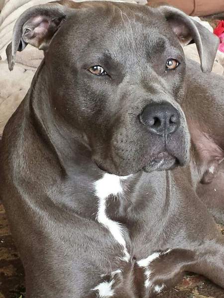 Cocoa