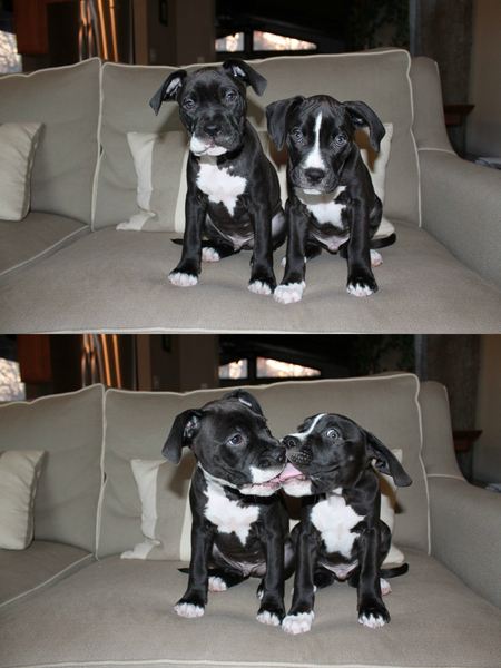 Jack & Louie