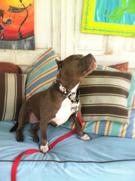 Charlie Girl