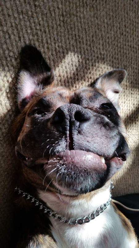 Gracie