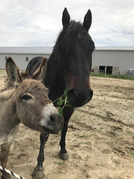 Indy Boy and Peppep