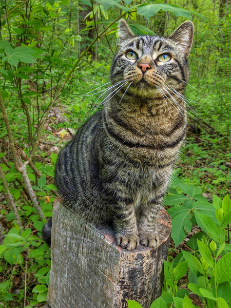 Jack the Hiking Cat