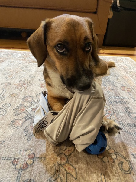 Rubin, The Appalachian Tube Hound 