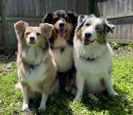 Daisy, Bowie, & Lily 