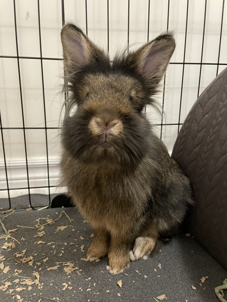 Rufus 