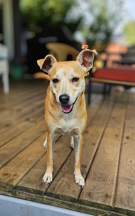 Canela