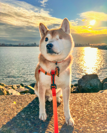 Zuko