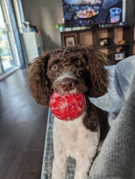 Kona