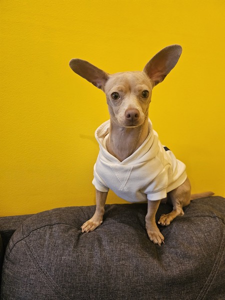 Roo