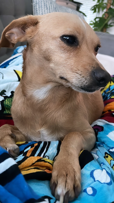 Rubi 