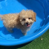 Entry image for Biscuit 