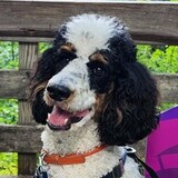 Entry image for Ripley
