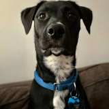 Entry image for Toby