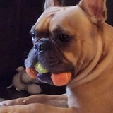 Entry image for Frank