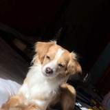 Entry image for Canela