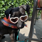 Entry image for Pepita