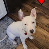 Entry image for Willow