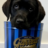 Entry image for Garrett